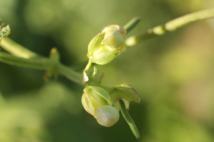 achieving-success-with-pole-beans-and-bush-beans-dengarden