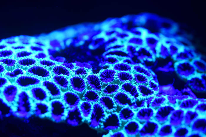 The Mysteries of the World's Bioluminescent Glowing Wonders - Owlcation