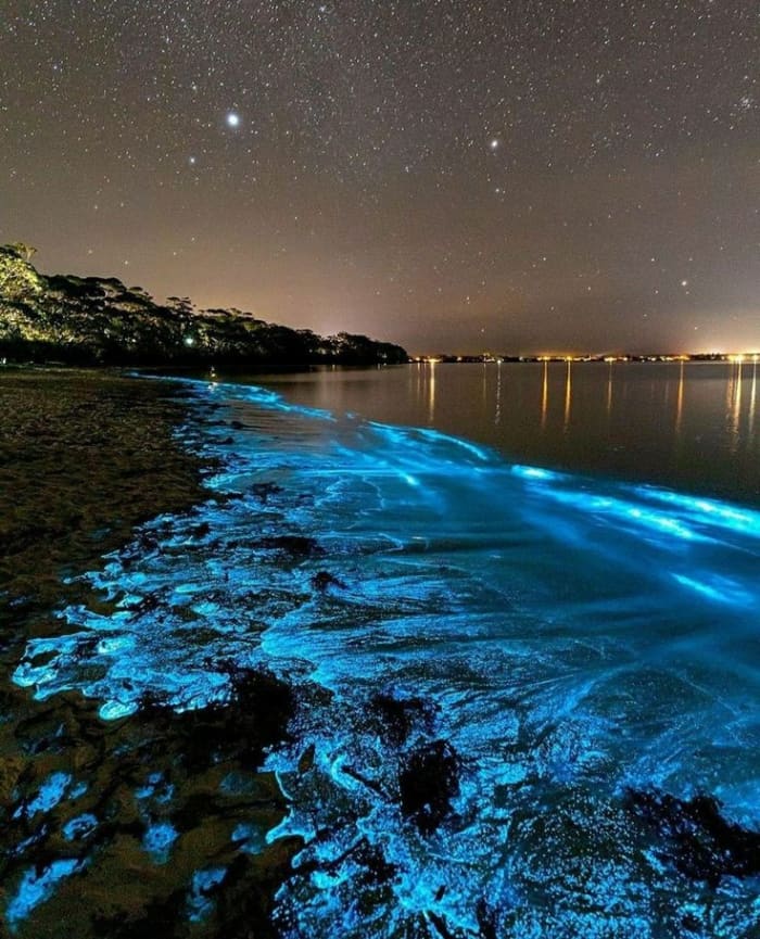 The Mysteries of the World's Bioluminescent Glowing Wonders - Owlcation