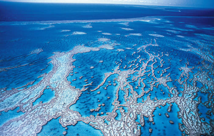 Preserving the Great Barrier Reef by Confronting Human, Environmental ...