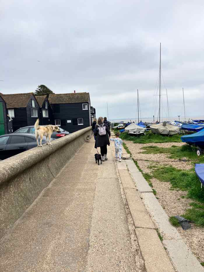 How DogFriendly Is Whitstable Beach in the UK? WanderWisdom