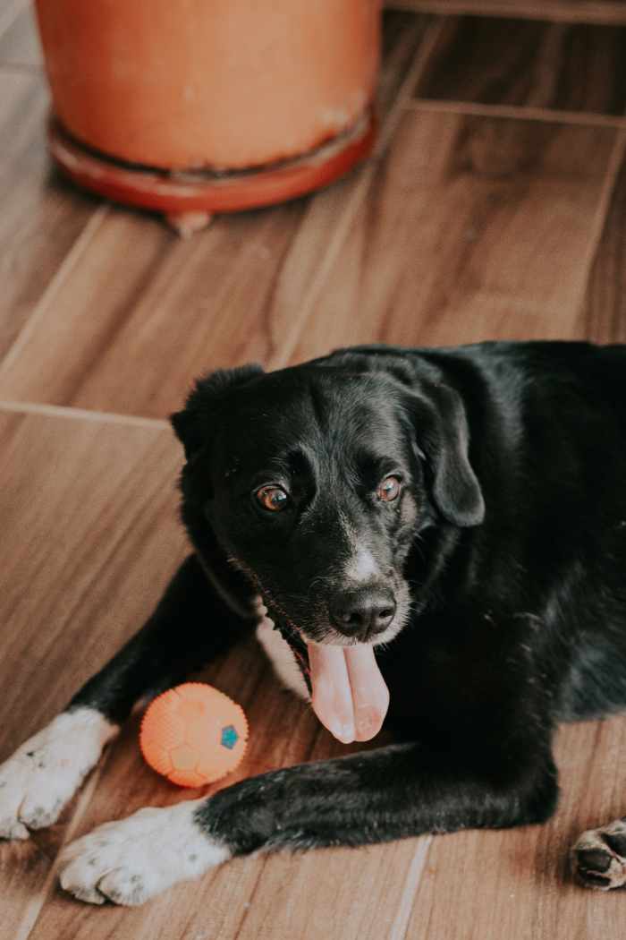 How to Stop Your Older Dog From Peeing in the House PetHelpful