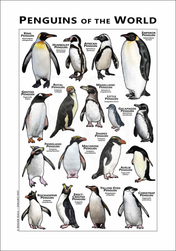 Making Penguin Protection a Priority - HubPages