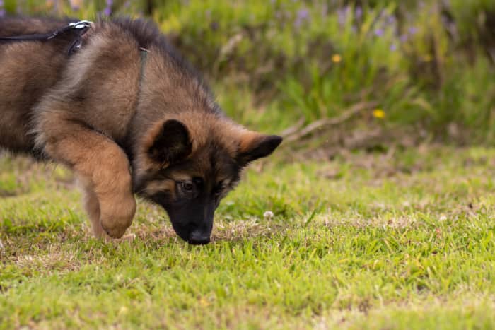 Why Dogs Love Eating Rabbit Poop and How to Stop Them - PetHelpful