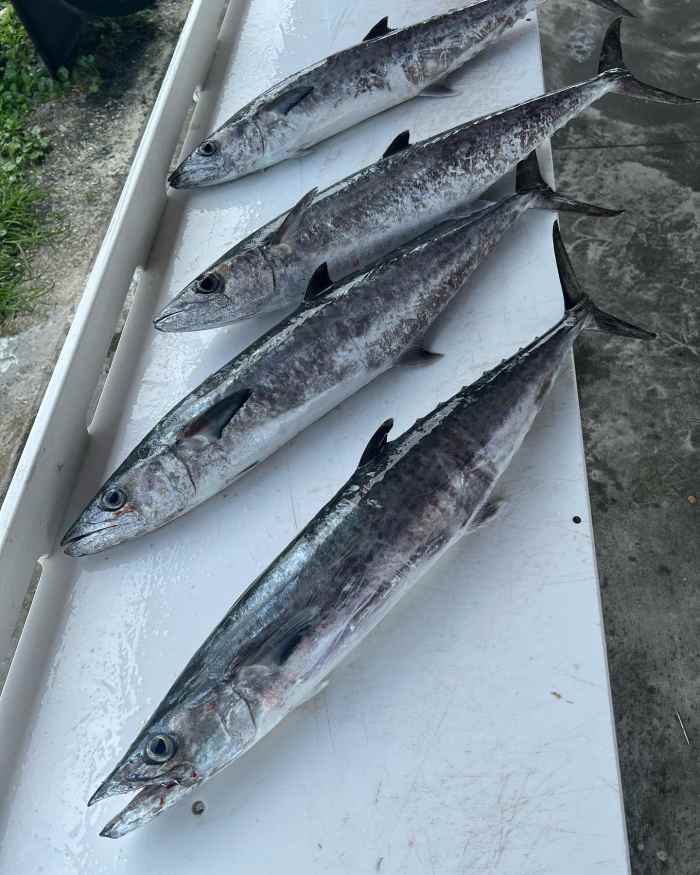 Catching King Mackerel Tips and Tactics SkyAboveUs