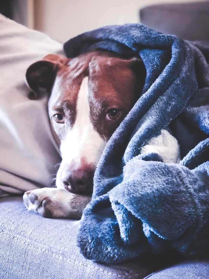 5 Gentle Methods to Warm Your Shivering Dog After a Bath PetHelpful
