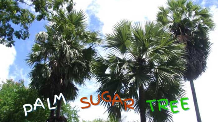 Real Benefits of Palm Sugar from Sugar Palm Trees - HubPages