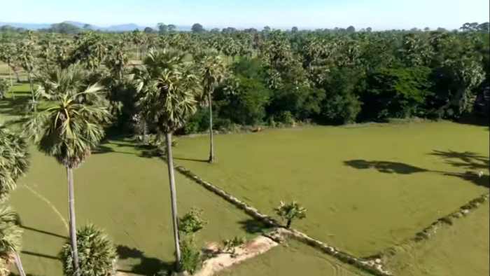 Real Benefits of Palm Sugar from Sugar Palm Trees - HubPages