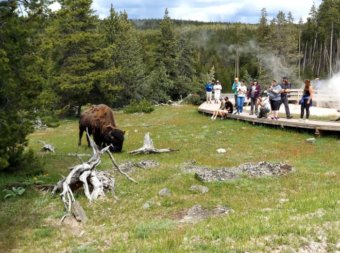 Top 8 Things To Do At Yellowstone National Park Wanderwisdom 1896