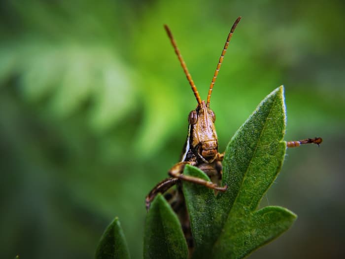 do-bunnies-eat-grasshoppers-hubpages