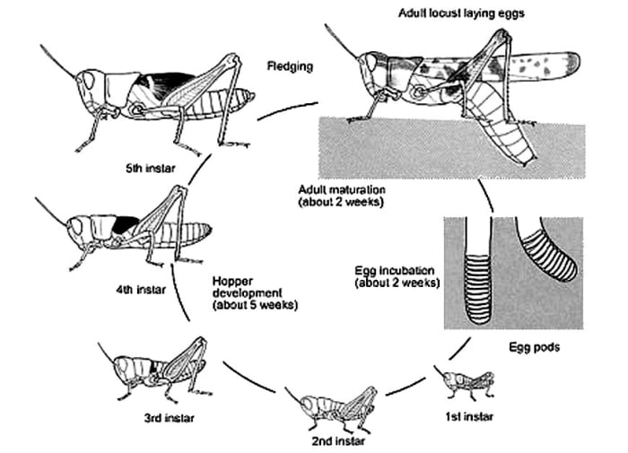 Какой тип развития характерен для саранчи азиатской изображенной на рисунке