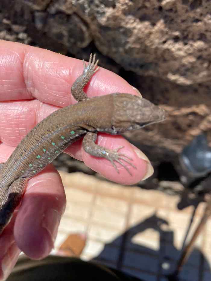 Atlantic Lizard Native of the Canary Islands Owlcation