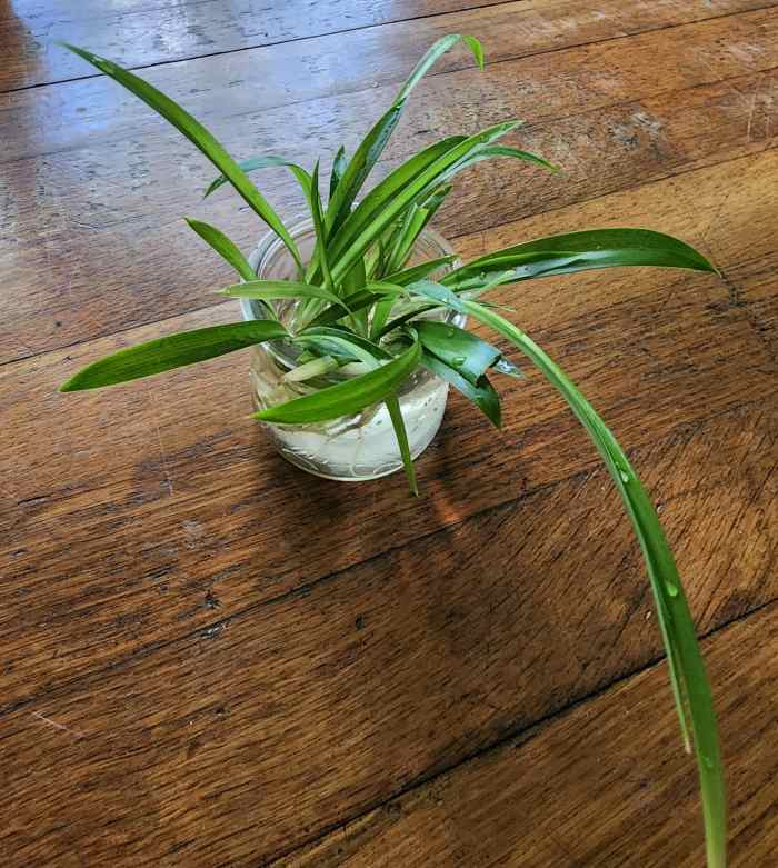 A Simple Guide To Spider Plant Care HubPages
