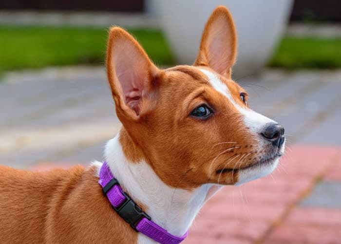 Basenjis: A Comprehensive Breed Guide - PetHelpful