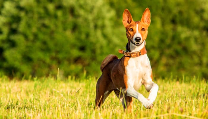 Basenjis: A Comprehensive Breed Guide - PetHelpful