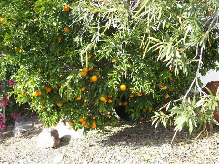 How to Grow Delectable Mandarin Orange Fruit in Arizona HubPages