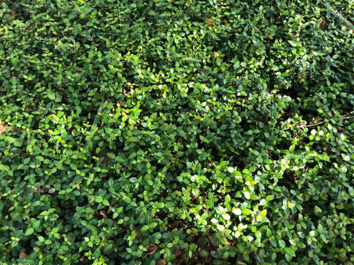 Shady Characters Ground Covers for Shade Dengarden