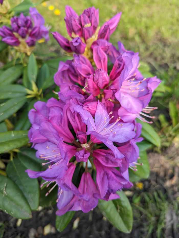 Shrubs Planting Rhododendron HubPages