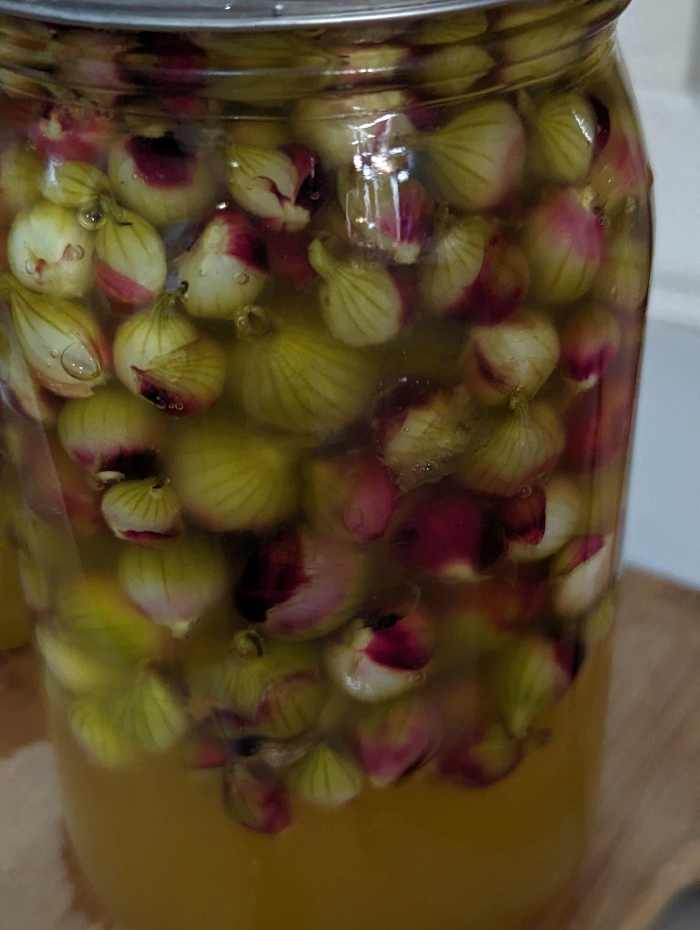 Pickled Egyptian Onions Using Mrs. Wages HubPages
