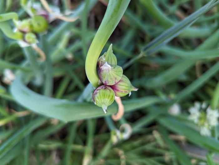 Pickled Egyptian Onions Using Mrs. Wages HubPages