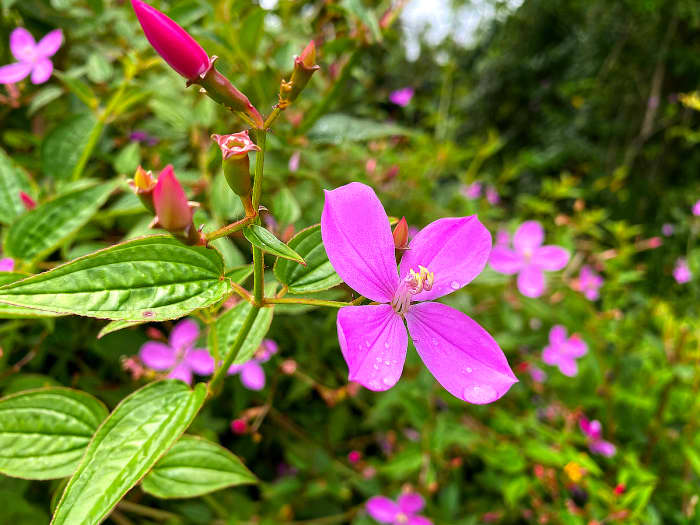 22 Beautiful Wildflowers of Hawaii - WanderWisdom