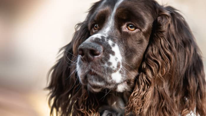 The Ultimate Guide to English Springer Spaniels: Breed Info & Tips ...