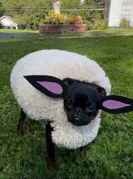 40+ Easy and Fun Halloween Costumes for Pets - HubPages