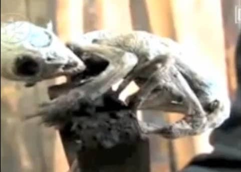 A Photograph of What Appears to be Baby Alien: It is humanoid with reptilian characteristics. It is said to have been caught and killed by a Mexican farmer in 2007. Mexican scientists are studying the strange creature and are mystified by its origins