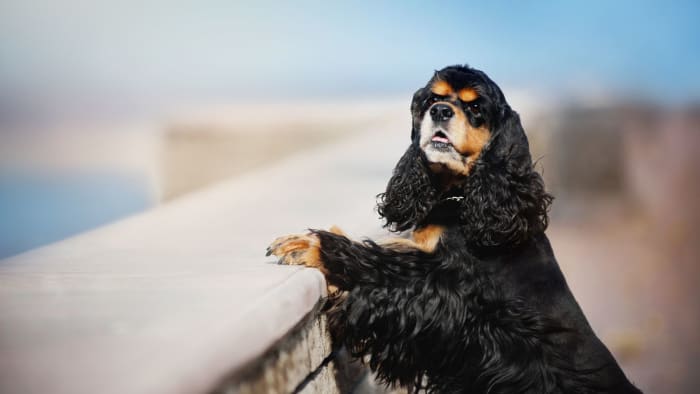 The American Cocker Spaniel: A Comprehensive Guide - PetHelpful