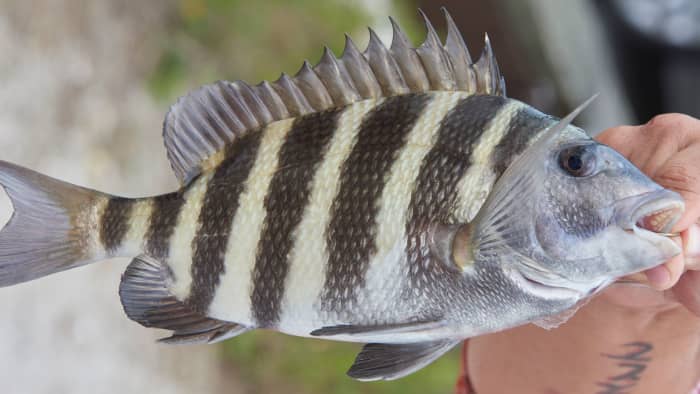 How to Catch Sheepshead: Fishing Tips and Techniques - HubPages