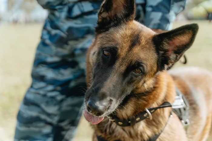 Celebrating National K9 Veterans Day - HubPages