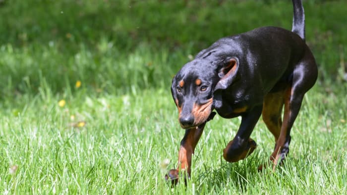 Unravel The Intriguing World Of Black And Tan Coonhounds: Your Ultimate 