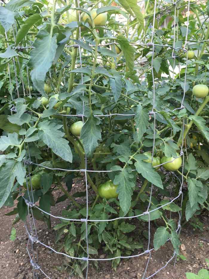 Tomato Cages Building or Buying Tomato Cages HubPages