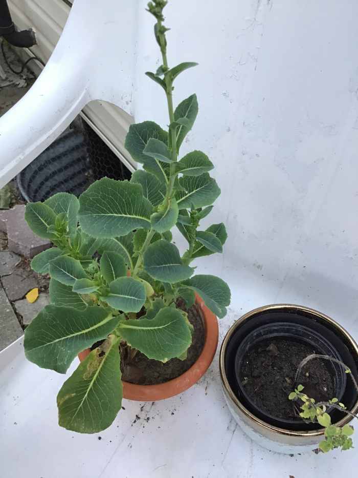 Will Lettuce Cuttings Bolt and What Can I Do About It? Dengarden