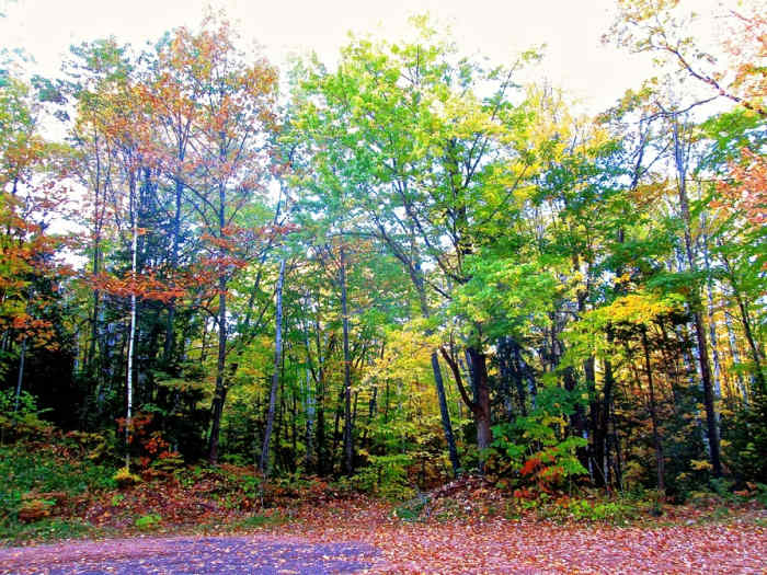 Forest in fall colors