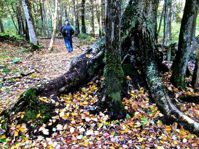 Walking through the forest on nature trail.