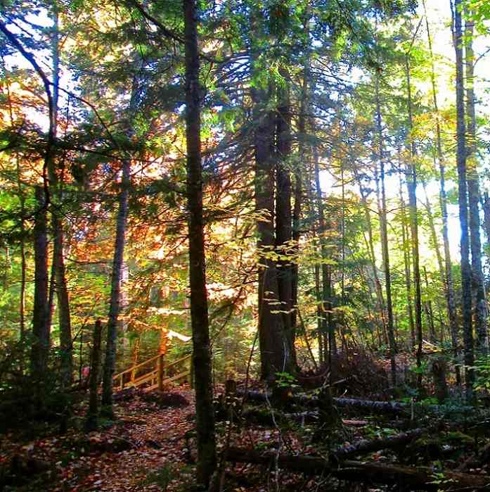 Wooden steps in boreal forest.