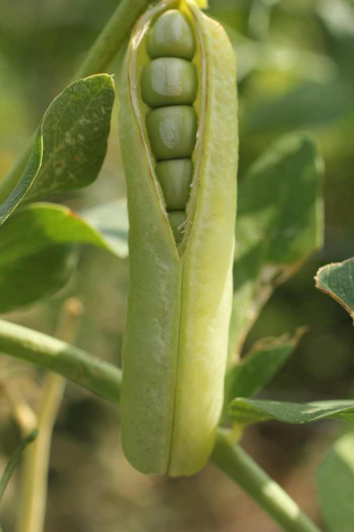 Picking Peas for the Perfect Harvest Dengarden