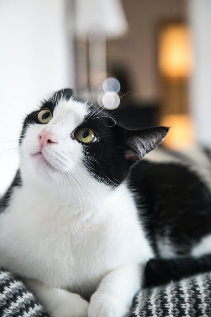 Feline non-recognition aggression can be frightening to witness, but there are steps you can take to help.
