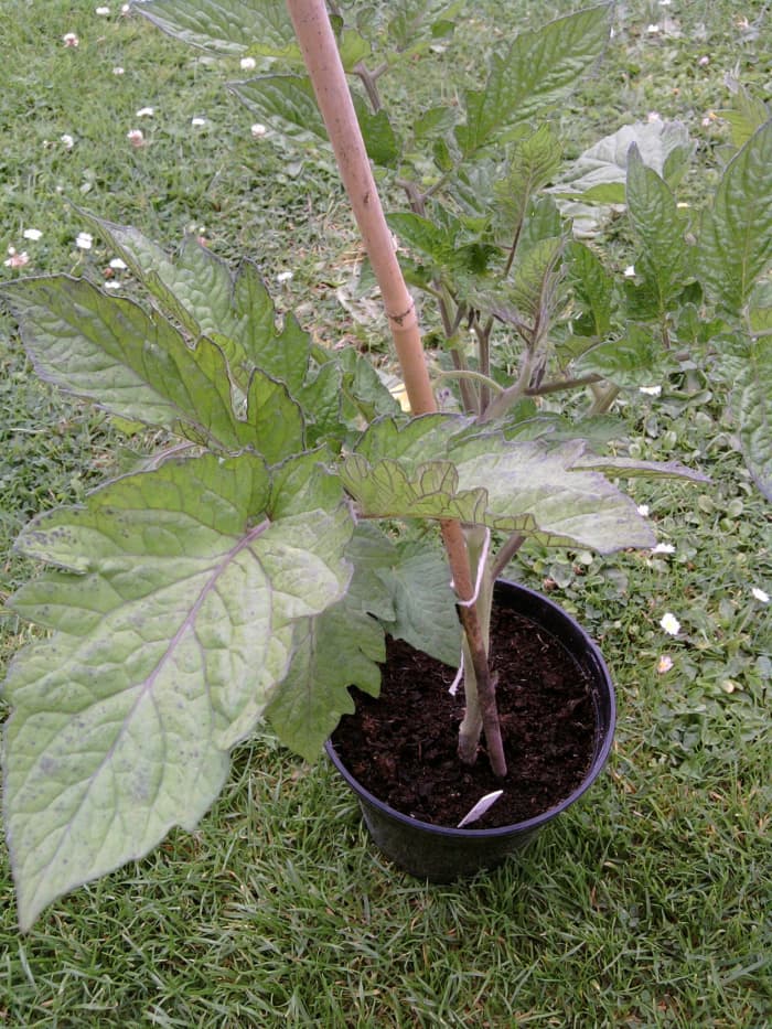 Use a bamboo stick to ensure that your tomato plant has added additional support as it continues to grow.