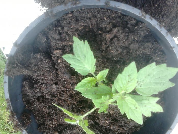 Once the tomato seedlings are large enough to replant you need to find a bigger pot to put them in to ensure they have lots of room to grow.