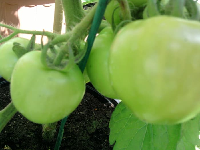 When your tomatoes emerge, the tomatoes will be green. You will have one tomato emerge from each yellow flower.
