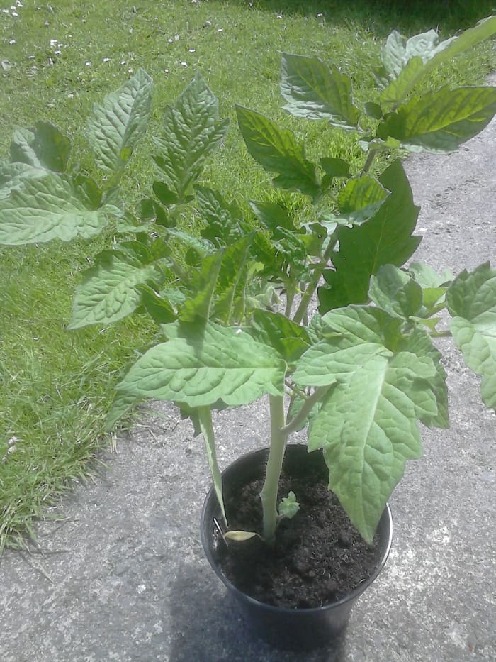 Eventually when your plant has reached a certain stage you will need to add additional support to the plant.