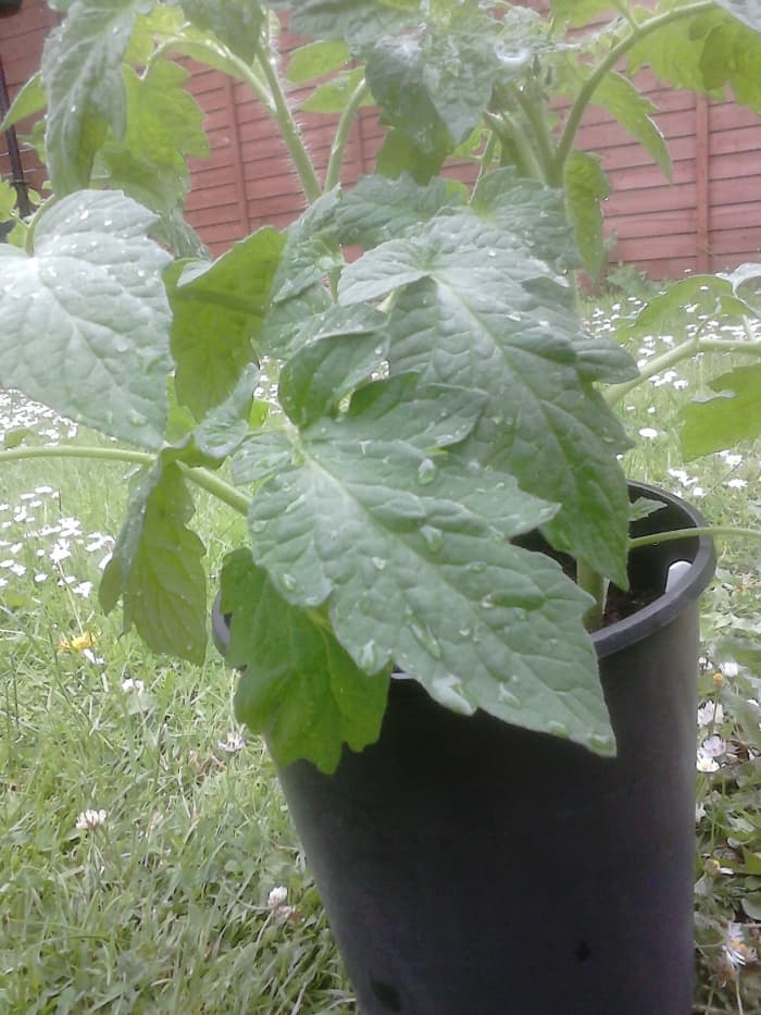 Once the tomato seedlings are replanted into bigger pots, you will see that over the next few weeks the plants will get larger and larger.