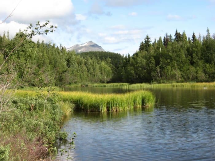 Beautiful park that isn't a federal park, not a state park, but literally just a park slash rest stop on the Kenai Peninsula. Yes, there are rest stops that look like this in Alaska!