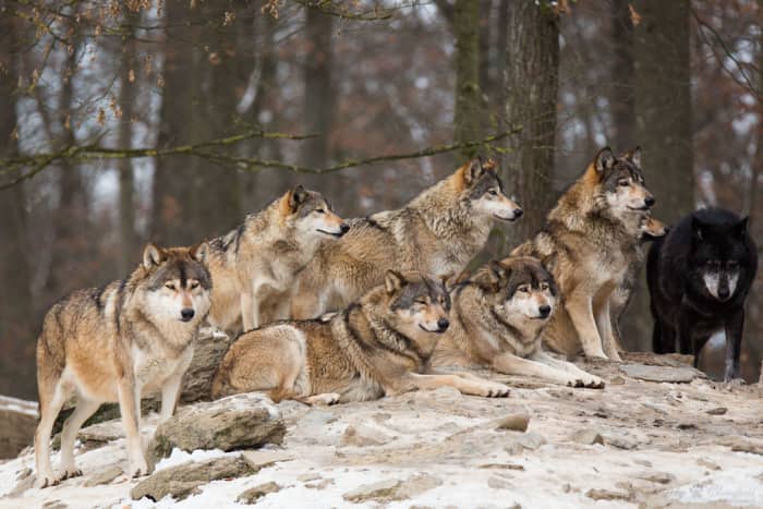 Packs often grow to groups of more than 5. "Wolf pack" by Cloudtail the Snow Leopard is licensed under CC BY-NC-ND 2.0.