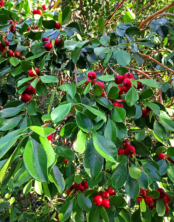 Strawberry Guava look pretty, smell seductive, and taste great. But they are indeed destructive invaders.