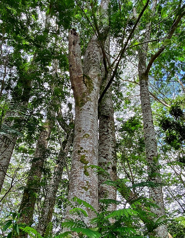 Known as the world's fastest-growing tree, Albizia can grow as much as 15 feet a year!