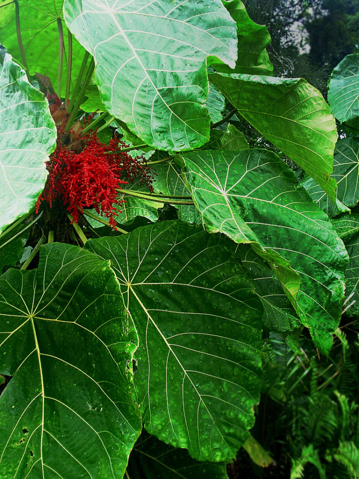Bingabing grows tightly, forming dense and dark thickets – a “dead zone” for other plants!