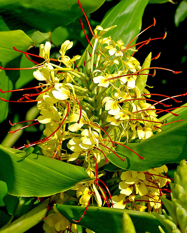 Despite its Hawaiian name, Kahili Ginger is an introduced species, not native to Hawaii.